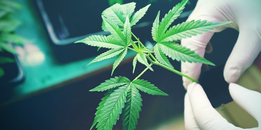 Mitä hyötyä perinnelajikkeiden kannabiksesta on? Mitä hyötyä perinnelajikkeiden kannabiksesta on?