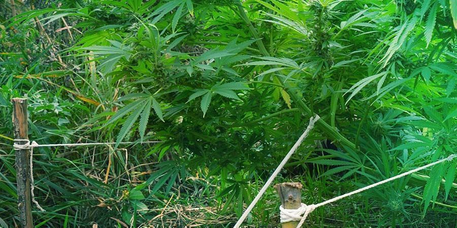 LST: Vähästressinen koulutus (low-stress training) LST: LOW-STRESS TRAINING TECHNIQUES