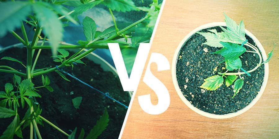 Kannabiskasvien koulutus: LST vs. HST Kannabiskasvien koulutus: LST vs. HST