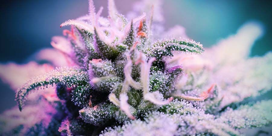 Purple Punch: Suosio ja hauskat faktat Purple Punch: Suosio ja hauskat faktat