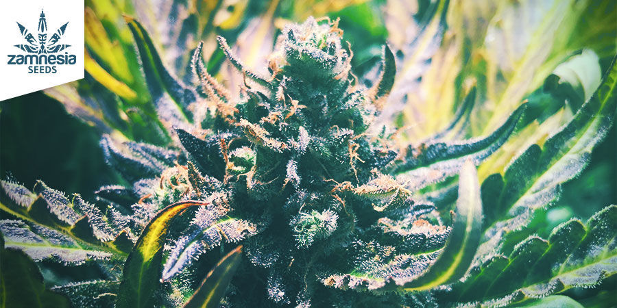 Kannabislajikkeet ovat loistavia linaloolin lähteitä CANNABIS STRAINS ARE SUPERB SOURCES OF LINALOOL