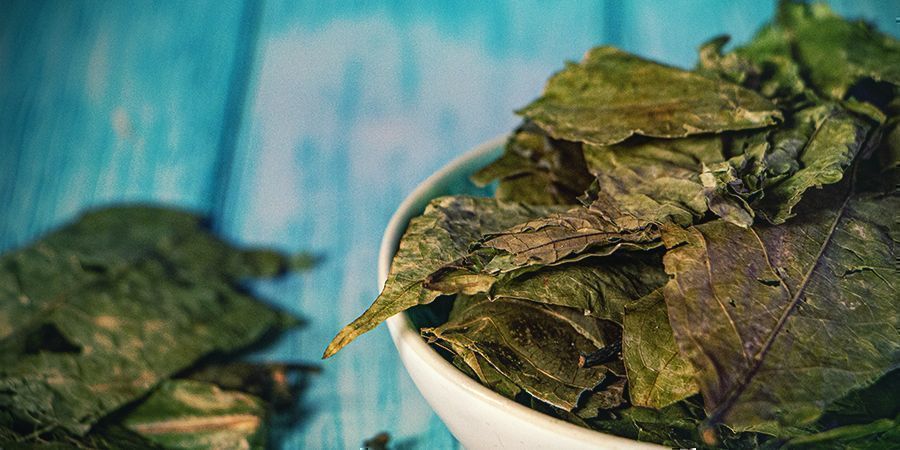 Mikä on ayahuasca?