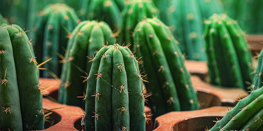 Peruvian Torch -kaktuksessa on 10 kertaa enemmän meskaliinia kuin San Pedrossa Peruvian Torch Cactus Has 10 Times More Mescaline Than San Pedro
