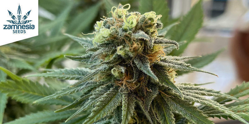 Runtz (Zamnesia Seeds) Runtz by Zamnesia Seeds