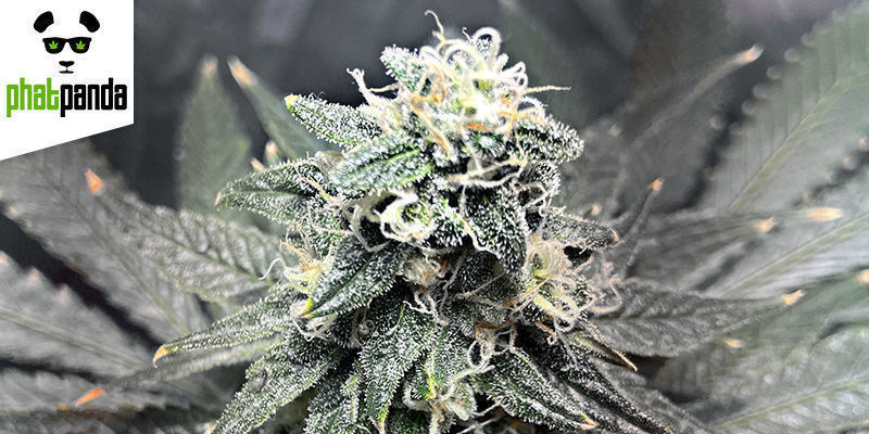 Grease Monkey (Phat Panda Seeds) GREASE MONKEY BY PHAT PANDA SEEDS