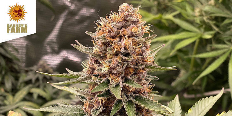 Purple Punch by Barney's Farm PURPLE PUNCH BY BARNEY'S FARM