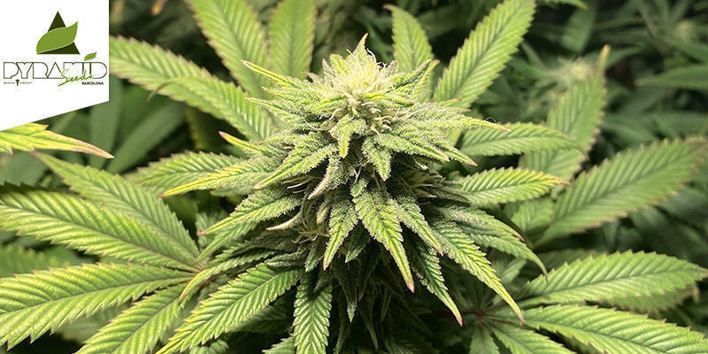 Kukulkan / Pyramid Seeds KUKULKAN BY PYRAMID SEEDS