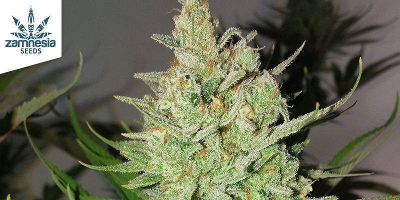 Lemon Power Haze – Zamnesia Seeds LEMON POWER HAZE BY ZAMNESIA SEEDS