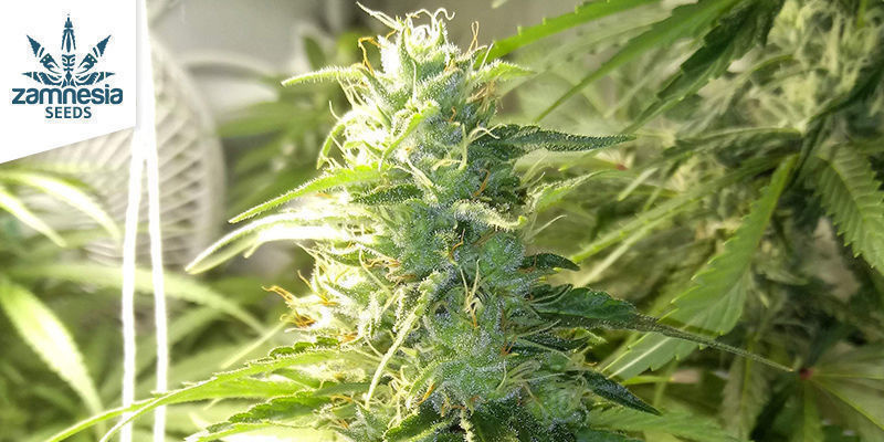 Gelato, Zamnesia Seeds Gelato by Zamnesia Seeds