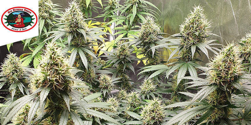 Sch’lemon Cake – Big Buddha Seeds SCH’LEMON CAKE BY BIG BUDDHA SEEDS
