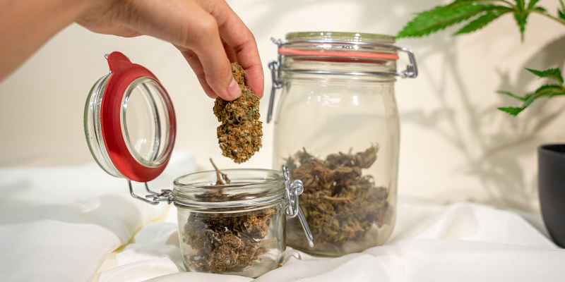 Kannabiksen tuuletus: olennainen osa jälkikypsytystä Kannabiksen tuuletus: olennainen osa jälkikypsytystä