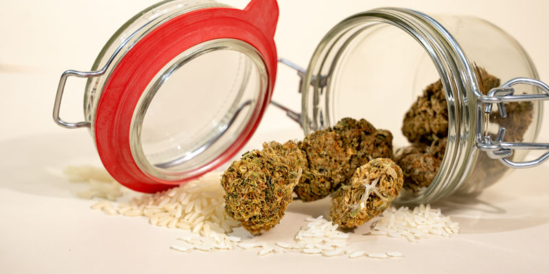 Kuinka kuivata kostea kannabis Kuinka kuivata kostea kannabis