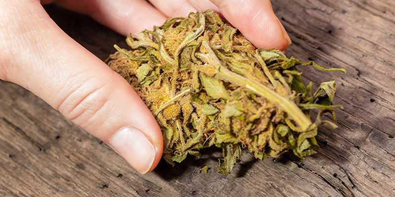 Onko kannabiksesi oikeasti märkää vai vain tahmeaa? Onko kannabiksesi oikeasti märkää vai vain tahmeaa?