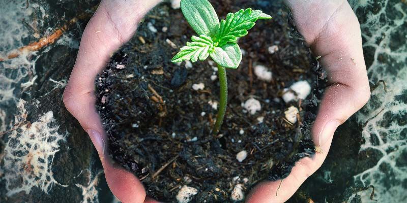 Mykorritsasienien lisäämisen hyödyt kasvualustaan MYKORRITSASIENIEN LISÄÄMISEN HYÖDYT KANNABIKSEN KASVUALUSTASEOKSEEN