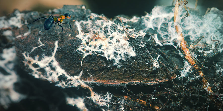 Mitä mykorritsa on? WHAT ARE MYCORRHIZAE?