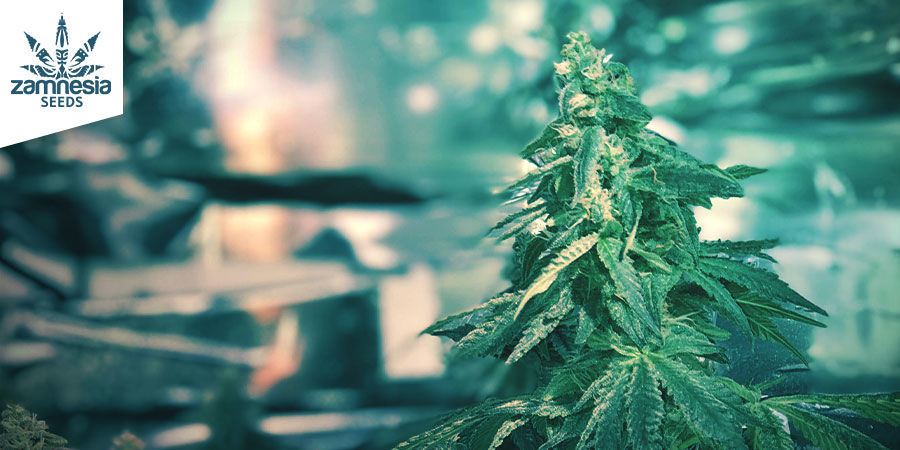 Amnesia Haze (Zamnesia Seeds) feminisoidut Amnesia Haze (Zamnesia Seeds) feminisoidut
