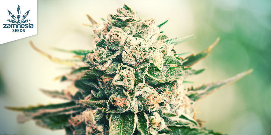 Gorilla Glue (Zamnesia Seeds) Feminisoitu Gorilla Glue (Zamnesia Seeds) Feminisoitu