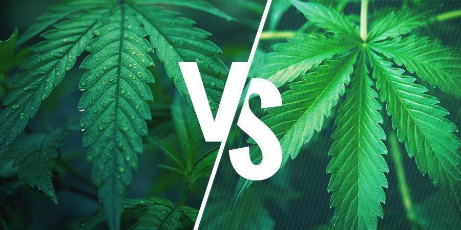 Indica vs sativa — oikean lajikkeen valinta kannabiksen syötäviin