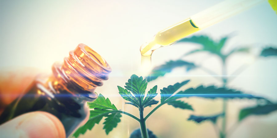 Mikä on CBD-kannabis?