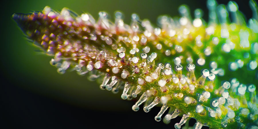 KANNABINOIDIT: HOKKAIDO-HAMPUN VAIKUTUKSET