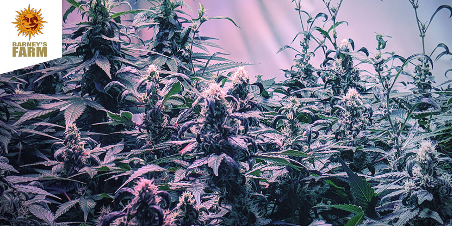 Barney’s Coffeeshop Barney's Coffeeshop - Best Hybrid Cannabis Amsterdam