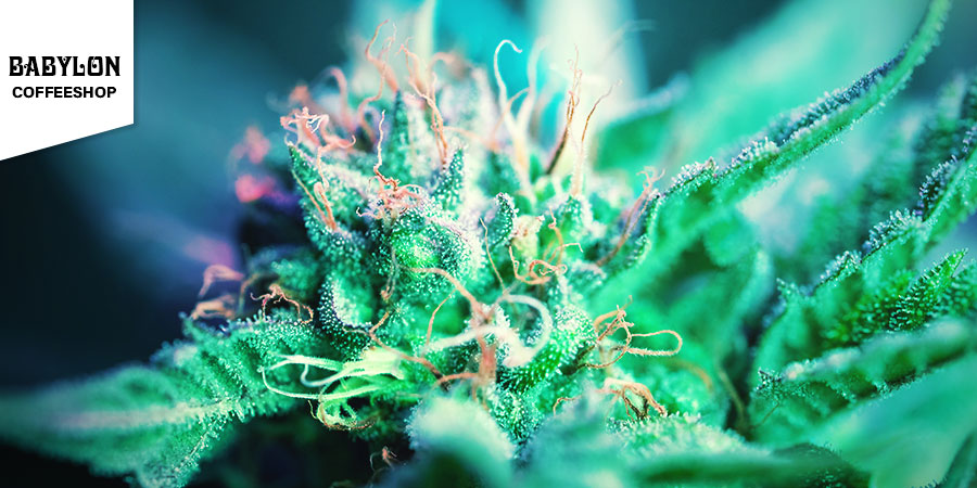 Babylon Coffeeshop Babylon Coffeeshop - paras hybridikannabis Amsterdamissa