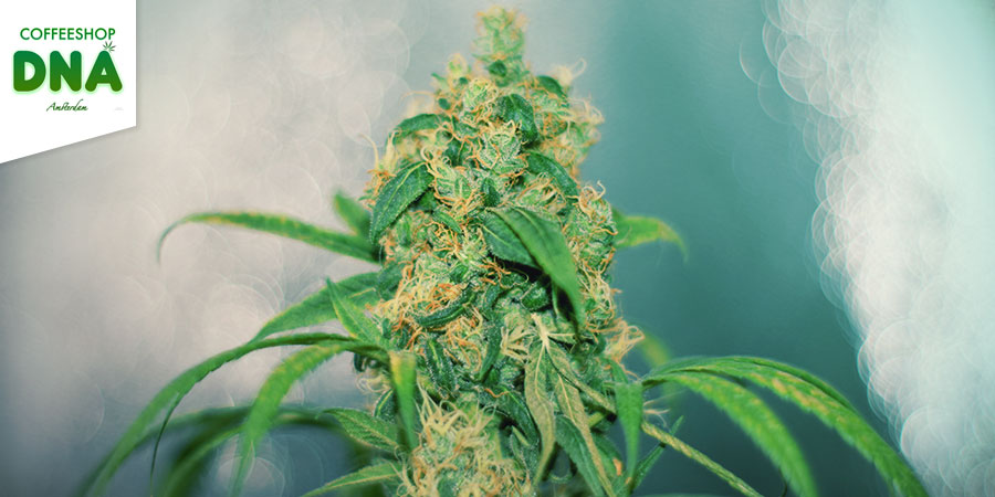 Coffeeshop DNA Coffeeshop DNA - Best Hybrid Cannabis Amsterdam
