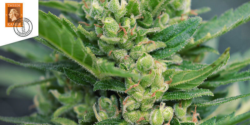 Tweede Kamer -coffeeshop Amsterdam Paras sativa: Tweede Kamer -coffeeshop Amsterdam