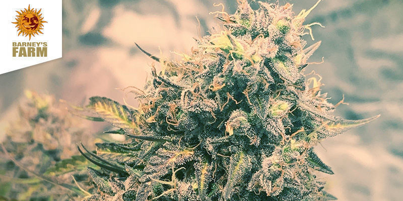 Barney's Coffeeshop Amsterdam Paras sativa: Barney's Coffeeshop Amsterdam