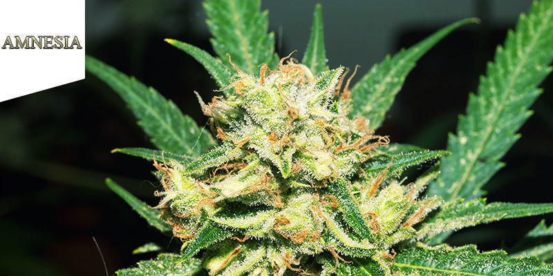 Coffeeshop Amnesia Amsterdam Paras sativa: Coffeeshop Amnesia Amsterdam