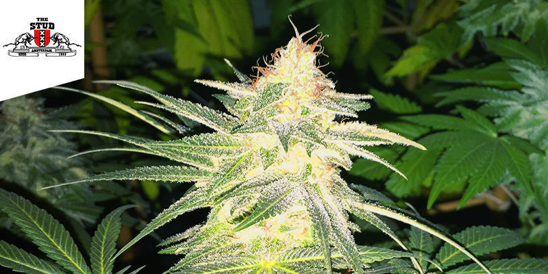 The Stud -coffeeshop Amsterdam Paras sativa: The Stud -coffeeshop Amsterdam