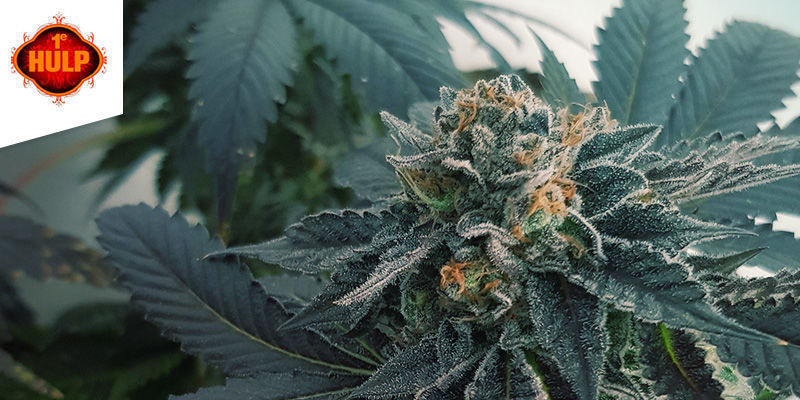 Coffeeshop 1e Hulp Amsterdam Paras sativa-kannabis: coffeeshop 1e Hulp Amsterdam