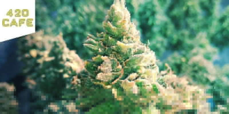 420 Cafe -coffeeshop Amsterdam Paras sativa: 420 Cafe -coffeeshop Amsterdam