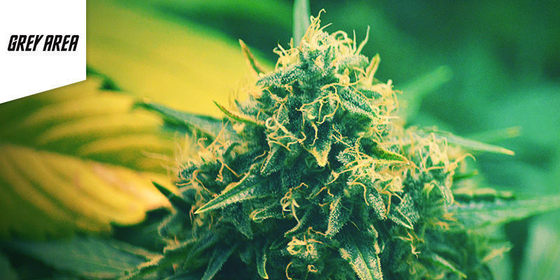 Grey Area -coffeeshop Amsterdamissa Paras sativa: Grey Area -coffeeshop Amsterdamissa
