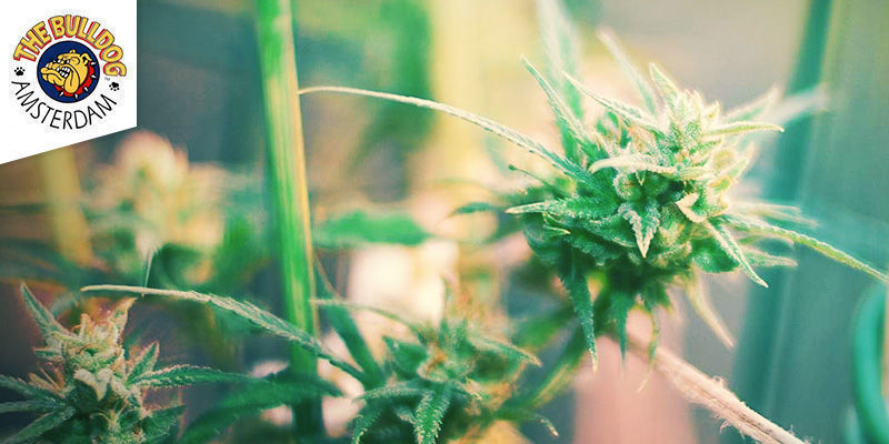 The Bulldog Coffeeshop Amsterdam Paras sativa-weed: The Bulldog Coffeeshop Amsterdam