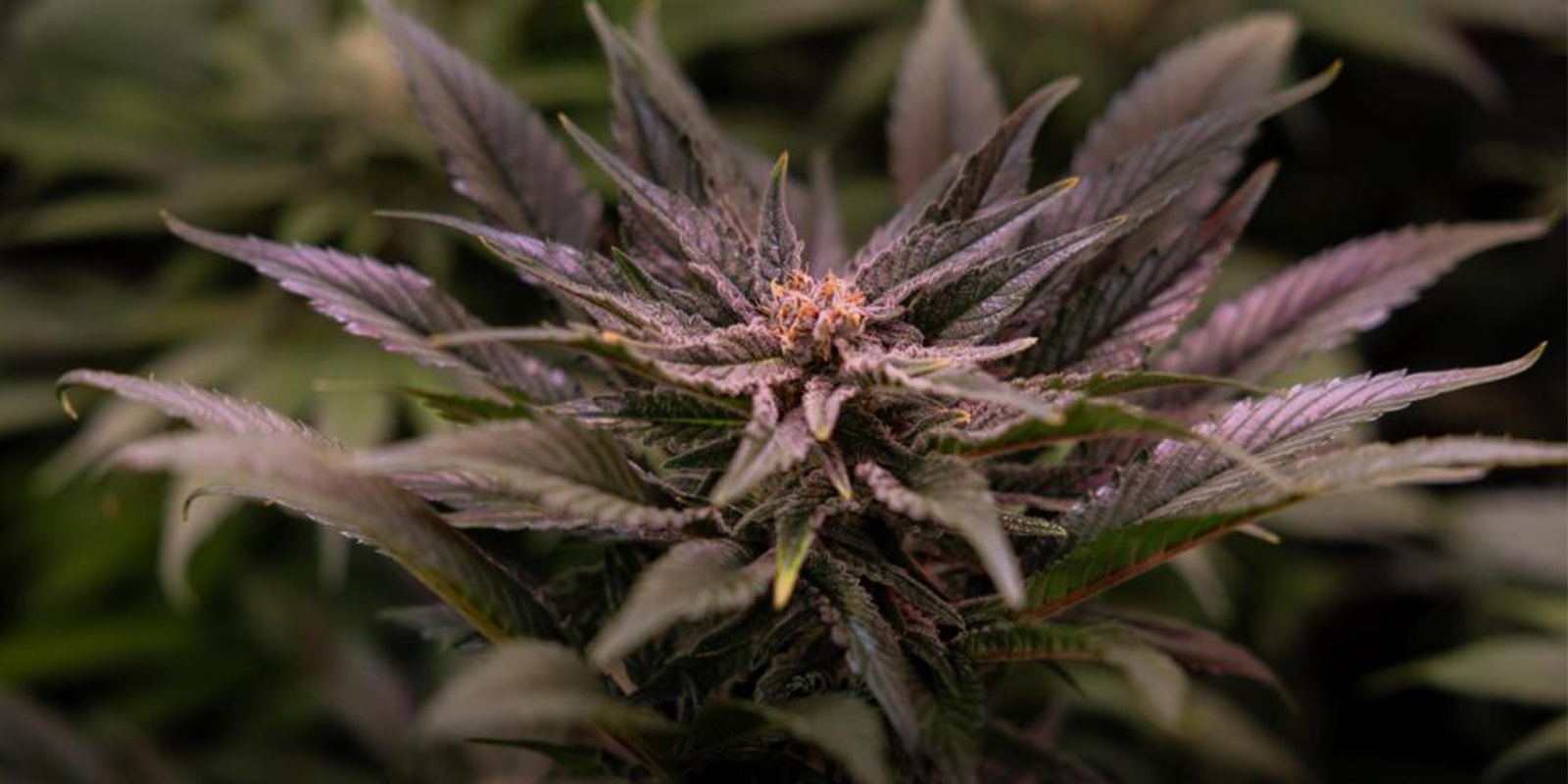 Kannabiksen minimilämpötila Kannabiksen minimilämpötila