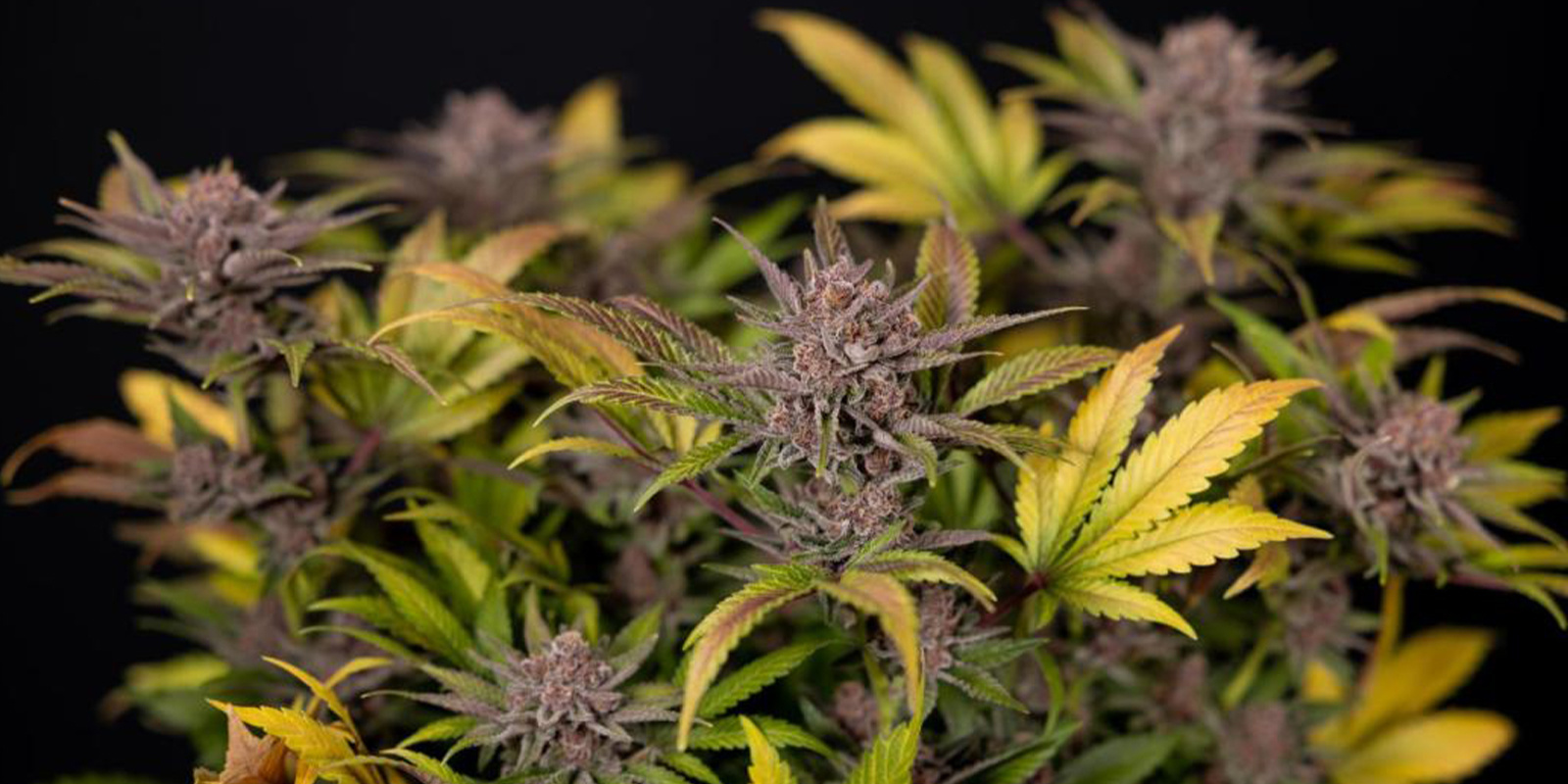 Vinkit kannabiksen kasvattamiseen talvella Vinkit kannabiksen kasvattamiseen talvella