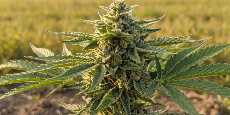 Chocolate Wafflez (Paradise Seeds)