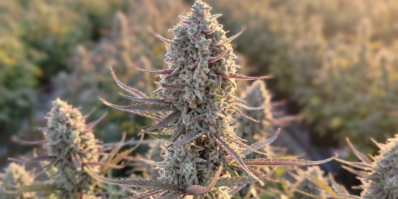 Tropicana Cookies Auto (Fast Buds)