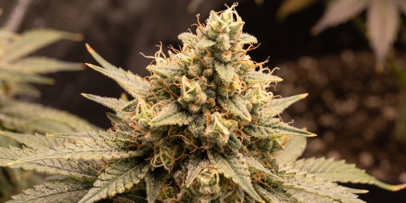Amnesia Haze Autoflower (Zamnesia Seeds)