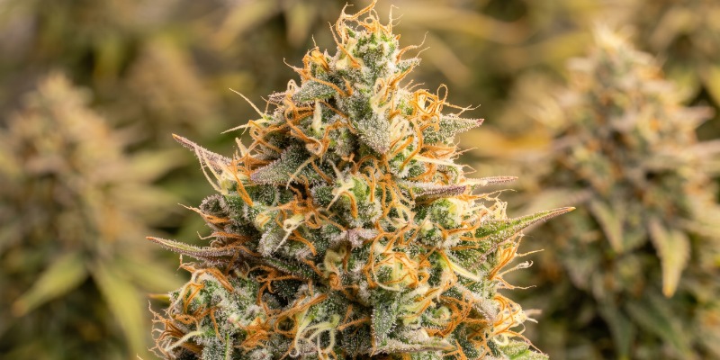 Triton Biscotto Lime Auto (Seedstockers)