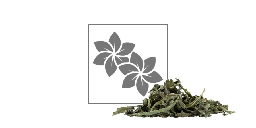Wild dagga