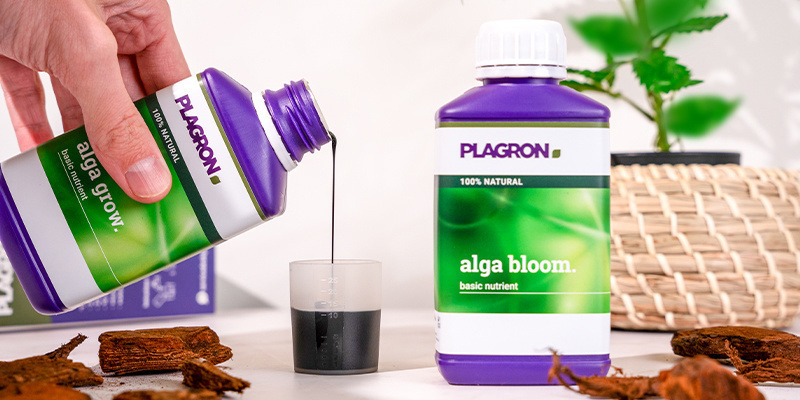 Mikä Plagron Top Grow Box on ja miksi sitä kannattaa käyttää? Mikä Plagron Top Grow Box on ja miksi sitä kannattaa käyttää?