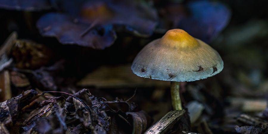 Mustuvatko kaikki psilosybiinisienet sinisiksi? DO ALL PSILOCYBIN MUSHROOMS BRUISE BLUE?