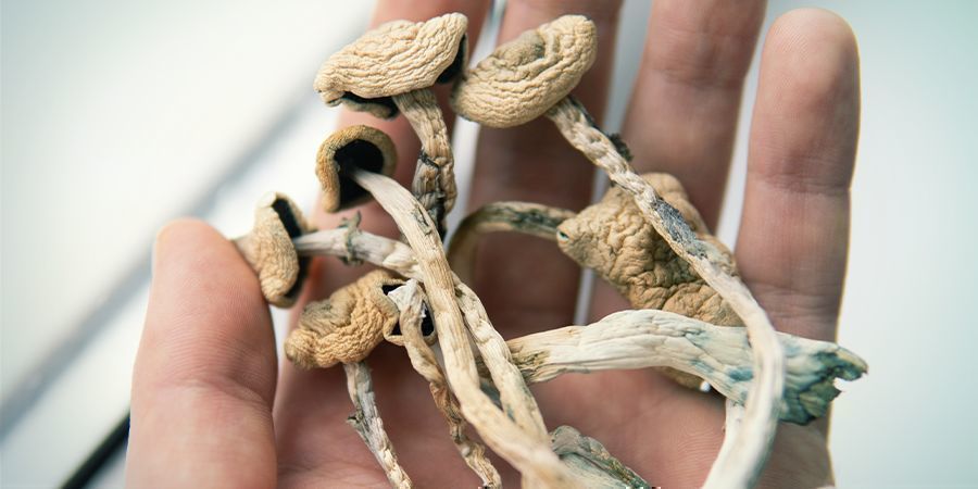 Mitä on taikasienten sinistyminen? WHAT IS MAGIC MUSHROOM BRUISING?