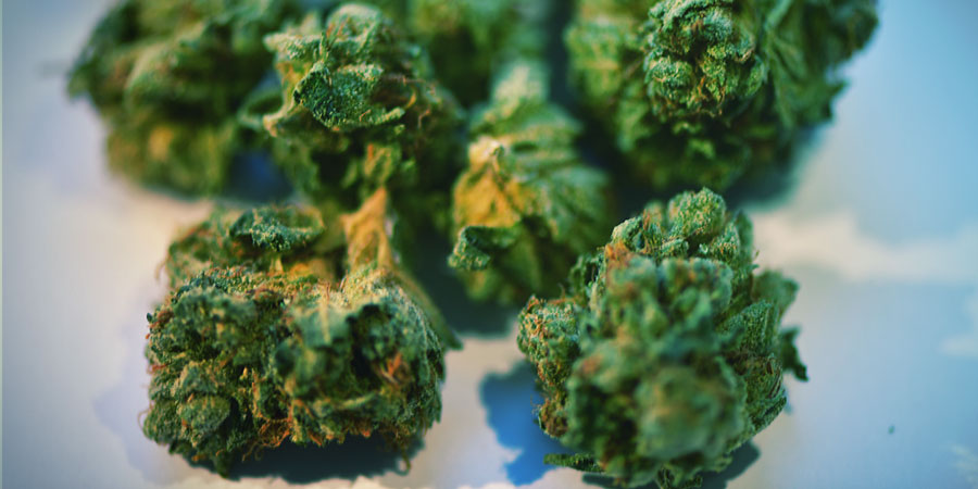 Mitä tapahtuu, jos kannabiksen kukintoja kohdellaan huolimattomasti? Mitä tapahtuu, jos kannabiksen kukintoja kohdellaan huolimattomasti?