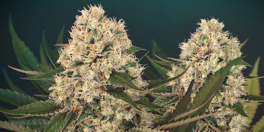 Black Zkittlez: geneettinen tausta BLACK ZKITTLEZ: A GENETIC HISTORY