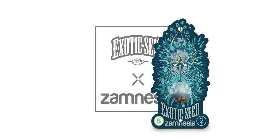 Black Zkittlez (Exotic Seed X Zamnesia) Feminized Black Zkittlez (Exotic Seed X Zamnesia) Feminized