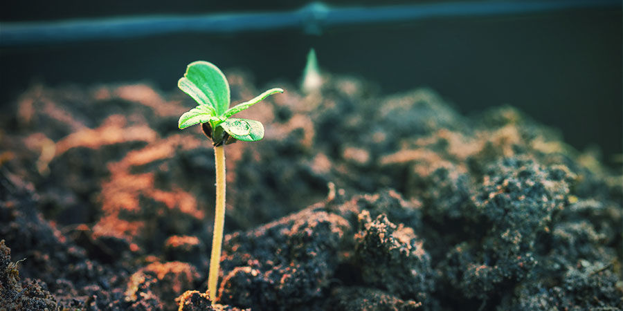 Kannabiksen kastelujärjestelmän hyödyt ADVANTAGES OF USING A CANNABIS IRRIGATION SYSTEM