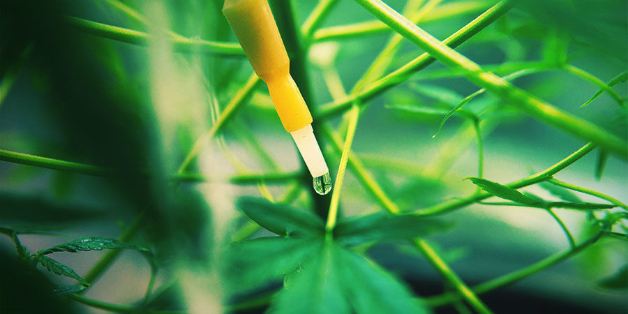 Mikä on kannabiksen kastelujärjestelmä? MIKÄ ON KANNABIKSEN KASTELUJÄRJESTELMÄ?